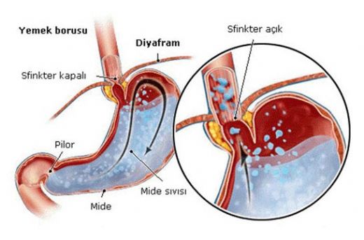 Yemek Borusu Kapakçığı Görevleri
