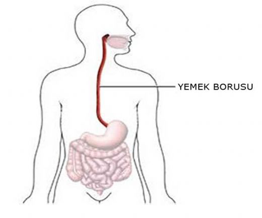 Yemek Borusu Nedir